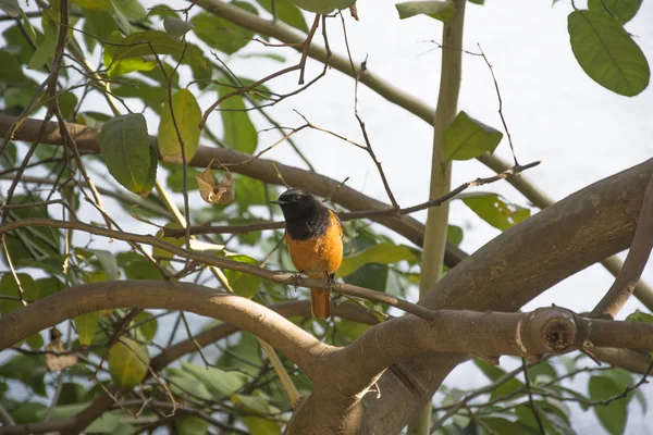Un Redstart en la India —  Fotos de Stock