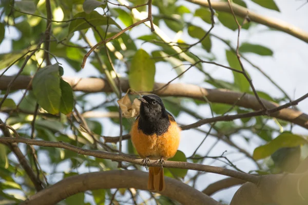 Un Redstart en la India —  Fotos de Stock