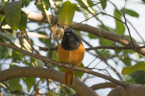 인도에서 Redstart — 스톡 사진