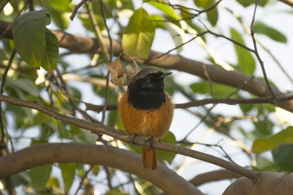 Un Redstart en la India —  Fotos de Stock