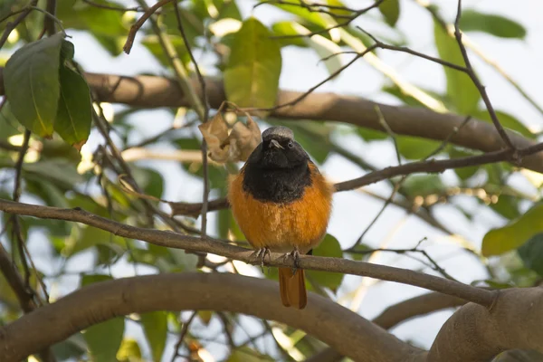 인도에서 Redstart — 스톡 사진