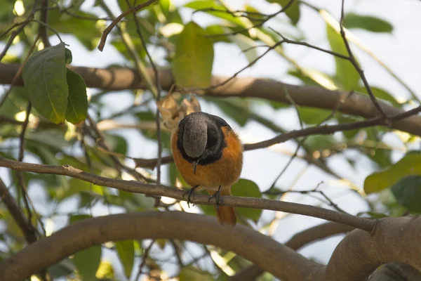 인도에서 Redstart — 스톡 사진