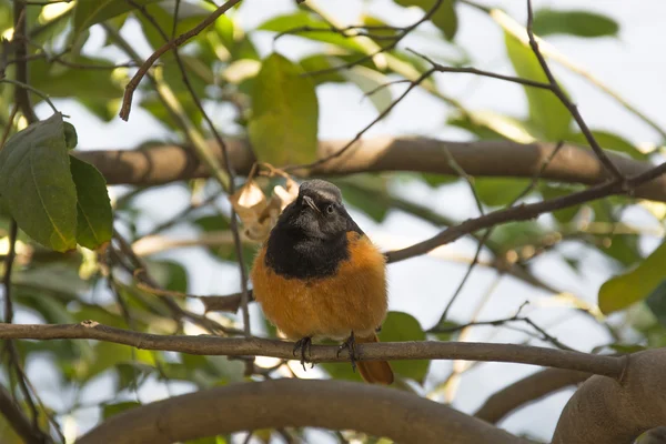 A Redstart in India — Stock Photo, Image