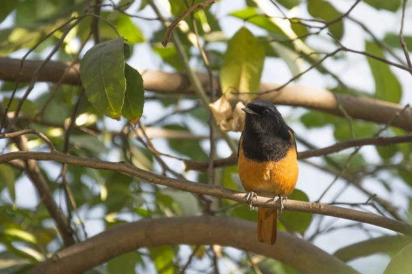 Un Redstart en la India —  Fotos de Stock