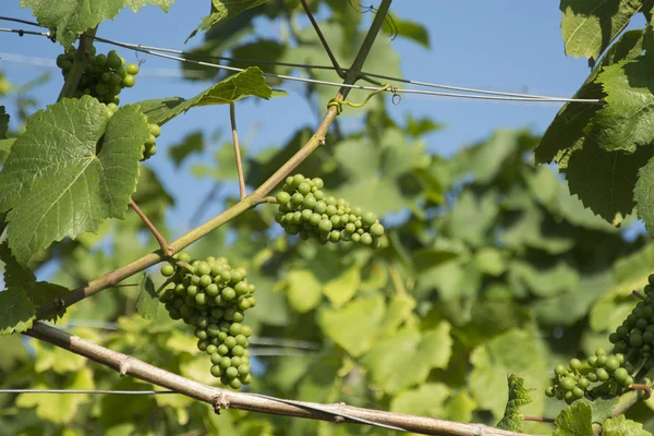Винограду на винограднику в Швейцарії — стокове фото