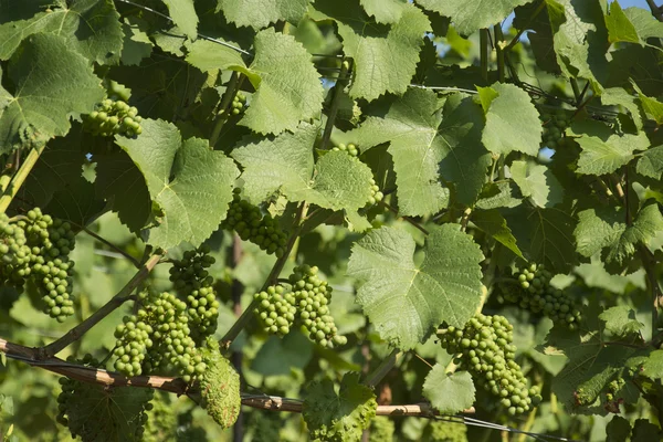 Druiven op een wijngaard in Zwitserland — Stockfoto