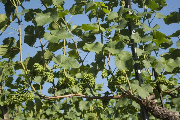 Winogron w winnicy w Szwajcarii — Zdjęcie stockowe