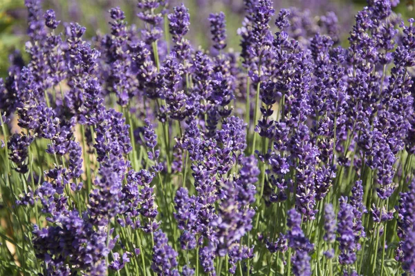 A Bed of Lavender in Germany — Stock Photo, Image