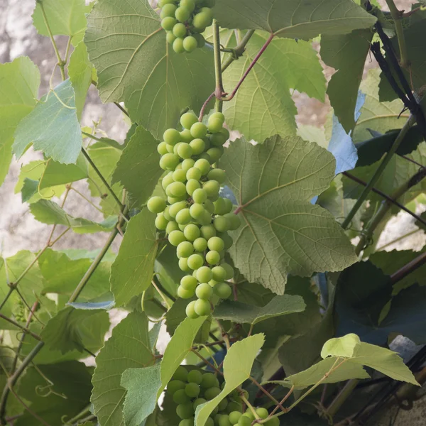 Grapevine in Lissabon, Portugal — Stockfoto