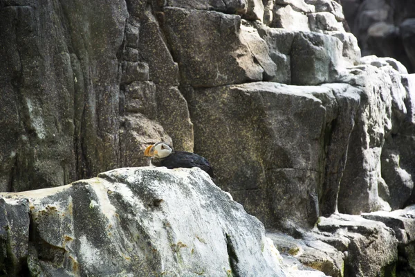 Ein atlantischer Papageitaucher — Stockfoto