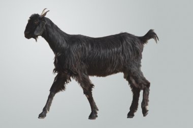 Bir çöl keçi izole Rajasthan