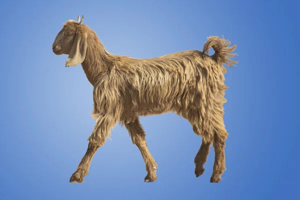 Een geit in Rajasthan geïsoleerd — Stockfoto