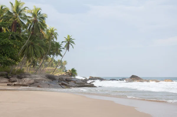 Palmeras en la costa —  Fotos de Stock