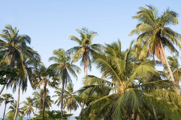 Palm trees against a beautiful clear sky — Stock Photo, Image