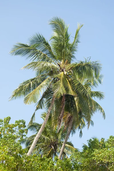 Güzel bir açık gökyüzü palmiye ağaçları — Stok fotoğraf