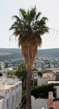 Bodrum 'da tek avuç