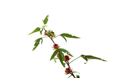 Hibiscus Sabdariffa kırmızı veya roselle meyveleri ve çiçekleri beyaz arka planda izole edilmiştir.