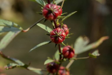 Hibiscus Sabdariffa veya bahçede gül meyvesi ve çiçek
