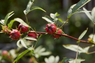 Hibiscus Sabdariffa veya bahçede gül meyvesi ve çiçek