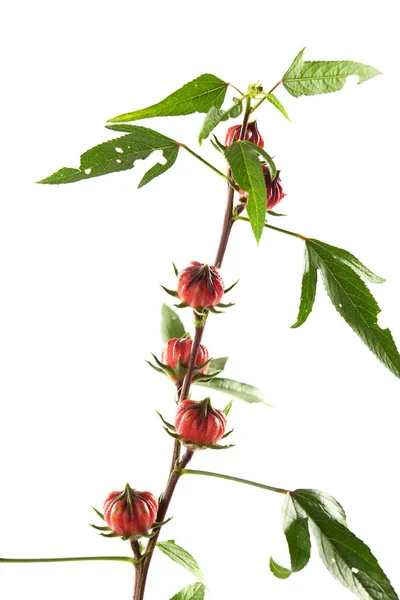 Hibiscus Sabdariffa Czerwone Lub Różowe Owoce Kwiat Iizolowane Białym Tle — Zdjęcie stockowe