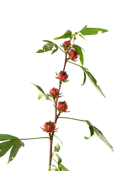 Hibiscus Sabdariffa Czerwone Lub Różowe Owoce Kwiat Iizolowane Białym Tle — Zdjęcie stockowe
