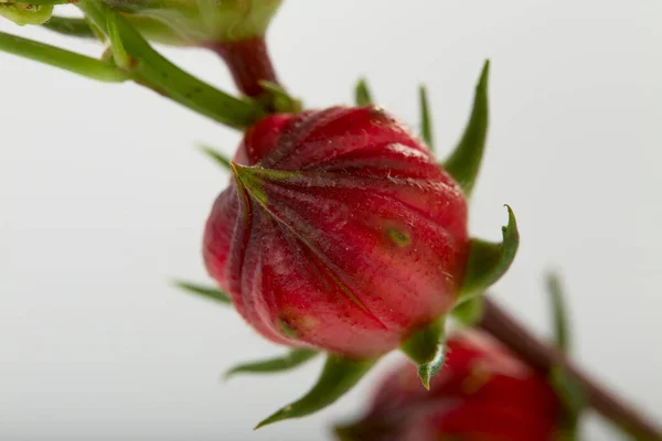 Close Hibiscus Sabdariffa Red Roselle Fruit White Background — Stock Photo, Image