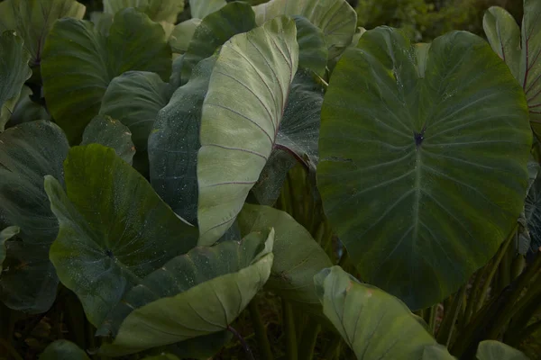 Campo Taro Uno Sfondo — Foto Stock