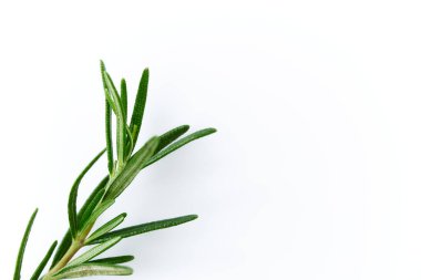 Beyaz arkaplanda izole edilmiş taze biberiye filizi