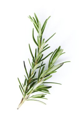 Beyaz arkaplanda izole edilmiş taze biberiye filizi