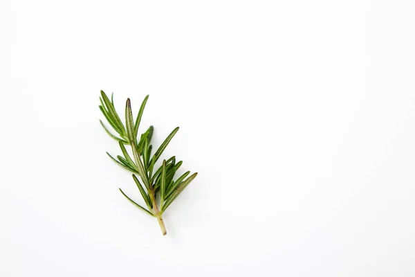 Fresh Rosemary Sprig Isolated White Background — Stock Photo, Image