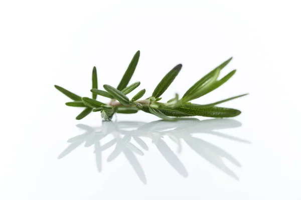 Fresh Rosemary Sprig Isolated White Background — Stock Photo, Image