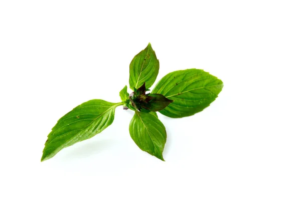 Hojas Albahaca Dulce Tienen Propiedades Para Ayudar Aliviar Fiebre Blanco —  Fotos de Stock