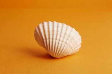 Turuncu bir yaz arka planında izole edilmiş güzel beyaz deniz kabuğu afiş tasarımı için metin için kopya alanı