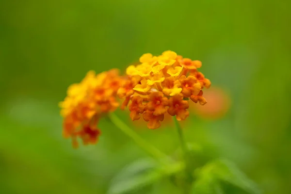 Orange Yellow West Indian Lantana Bloom Garden Nature Background — Stock Photo, Image