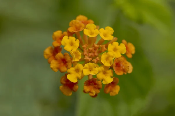 Orange Yellow West Indian Lantana Bloom Garden Nature Background — Stock Photo, Image