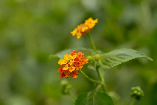 Orangen Und Gelben Westindischen Lantana Blühen Garten Auf Naturhintergrund — Stockfoto