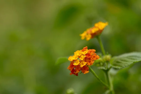 Orangen Und Gelben Westindischen Lantana Blühen Garten Auf Naturhintergrund — Stockfoto