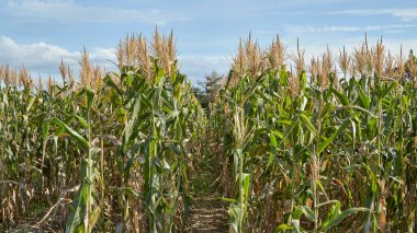 Tayland 'da yetişen yeşil bir mısır tarlası