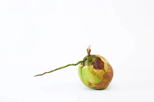 Close Coconuts White Background Healthy Food Concept Copy Space Text — 스톡 사진