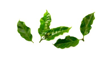 Metin için beyaz arkaplan kopyalama alanı üzerinde izole Arabica kahve yaprağı