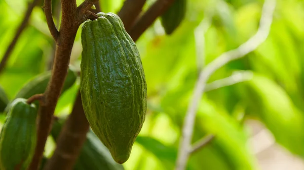 Close Cocoa Tree Fruits Green Cocoa Pods Grow Tree Copy — Stok Foto