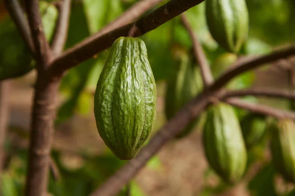 Close Cocoa Tree Fruits Green Cocoa Pods Grow Tree Copy – stockfoto