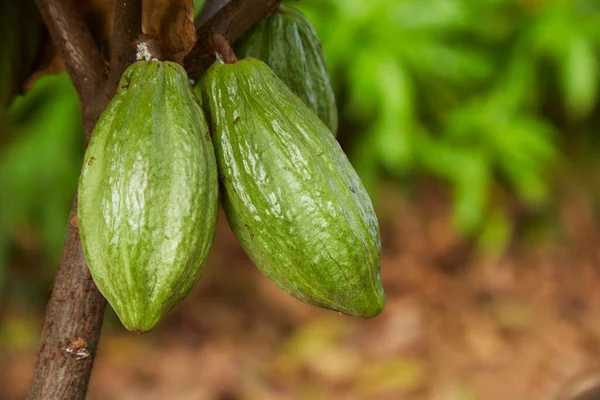 Close Cocoa Tree Fruits Green Cocoa Pods Grow Tree Copy – stockfoto