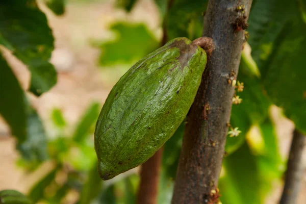 Close Cocoa Tree Fruits Green Cocoa Pods Grow Tree Copy — Stock Fotó