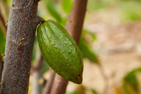 紧贴可可可树的果实绿色的可可豆豆荚生长在树上复制文字的空间 — 图库照片