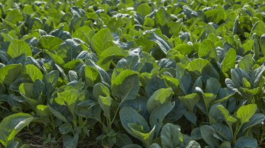 Kanchanaburi, Tayland 'daki sebze bahçesi tarlasında yeşil Tayland lahanası.