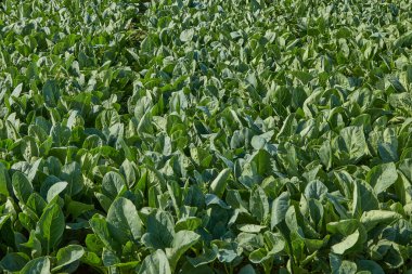Kanchanaburi, Tayland 'daki sebze bahçesi tarlasında yeşil Tayland lahanası.