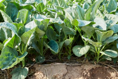 Kanchanaburi, Tayland 'daki sebze bahçesi tarlasında yeşil Tayland lahanası.