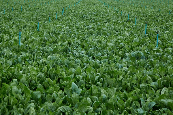 Grüner Thai Grünkohl Auf Dem Feld Der Gemüsefarm Kanchanaburi Thailand — Stockfoto