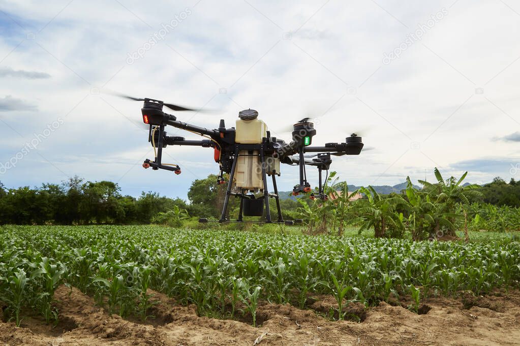 Smart farming Agriculture drone fly to spray on corn fields,  Farmers spray insecticides with agricultural drones